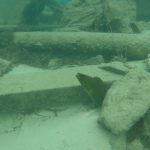 Green Moray eel in the wreckage