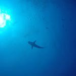 Reef shark swimming above us